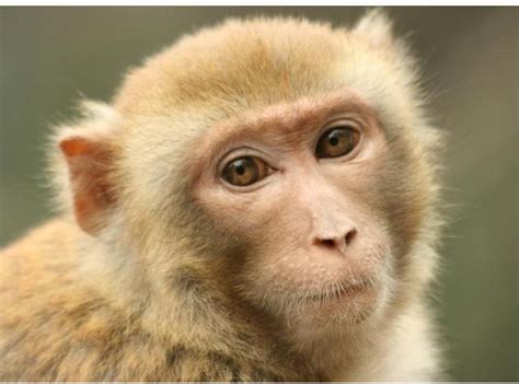 屬猴的貴人2023 水蓮有毒